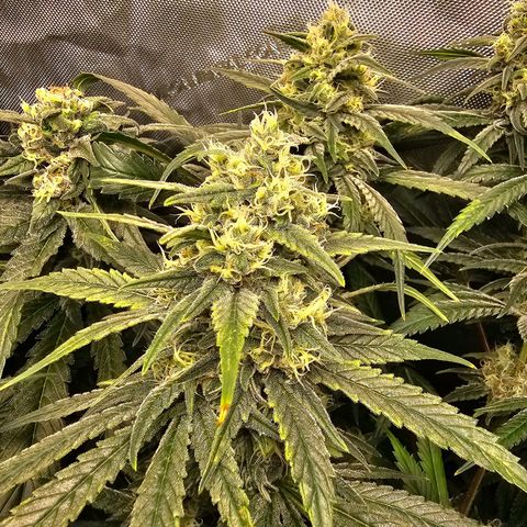 Mimosa x Orange Punch (4 phenos) growlog timeline photo