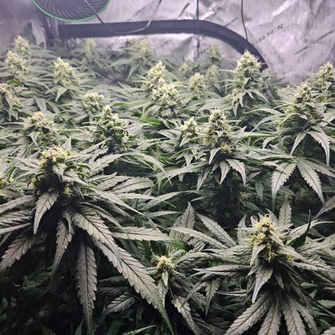 Mimosa x Orange Punch (4 phenos) growlog timeline photo