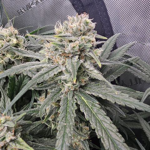 Mimosa x Orange Punch (4 phenos) growlog timeline photo
