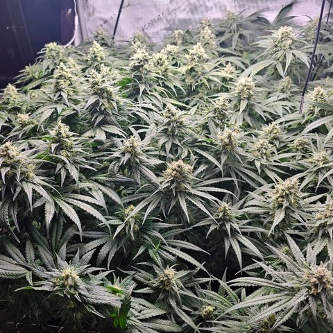 Mimosa x Orange Punch (4 phenos) growlog timeline photo