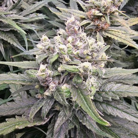 Mimosa x Orange Punch (4 phenos) growlog timeline photo