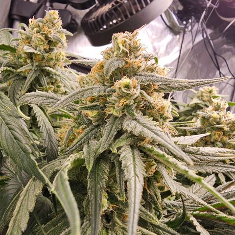 Mimosa x Orange Punch (4 phenos) growlog timeline photo