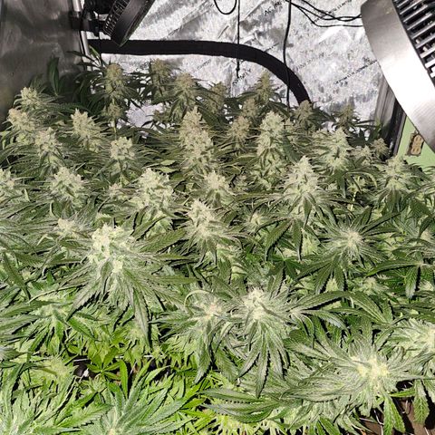 Mimosa x Orange Punch (4 phenos) growlog timeline photo