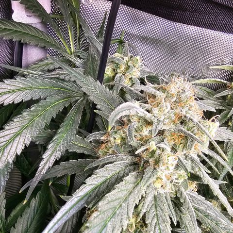 Mimosa x Orange Punch (4 phenos) growlog timeline photo