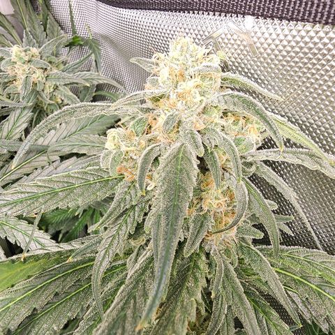 Mimosa x Orange Punch (4 phenos) growlog timeline photo