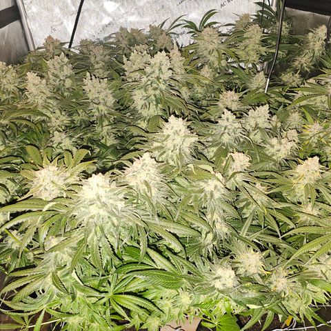 Mimosa x Orange Punch (4 phenos) growlog timeline photo