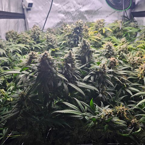 Mimosa x Orange Punch (4 phenos) growlog timeline photo