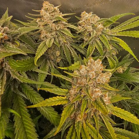 Mimosa x Orange Punch (4 phenos) growlog timeline photo