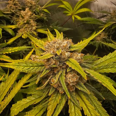 Mimosa x Orange Punch (4 phenos) growlog timeline photo
