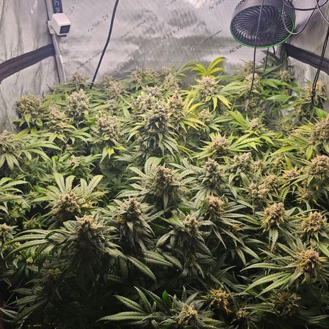 Mimosa x Orange Punch (4 phenos) growlog timeline photo