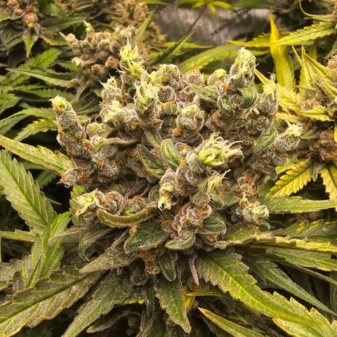 Mimosa x Orange Punch (4 phenos) growlog timeline photo