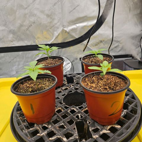 Blueberry Muffin x4 growlog timeline photo