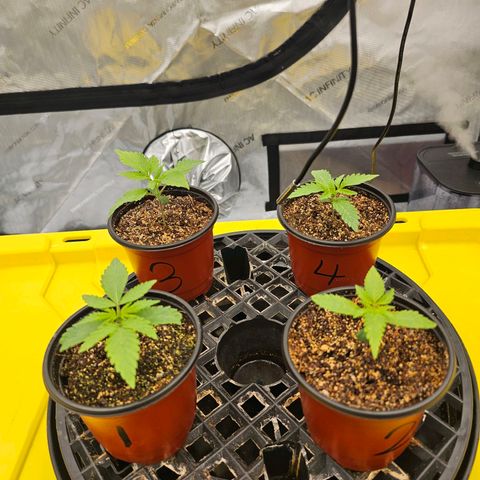Blueberry Muffin x4 growlog timeline photo
