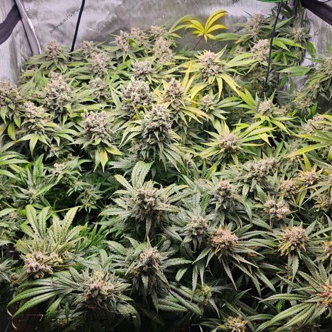 Mimosa x Orange Punch (4 phenos) growlog timeline photo