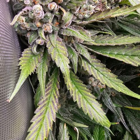 Mimosa x Orange Punch (4 phenos) growlog timeline photo