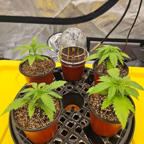 Blueberry Muffin x4 growlog timeline photo