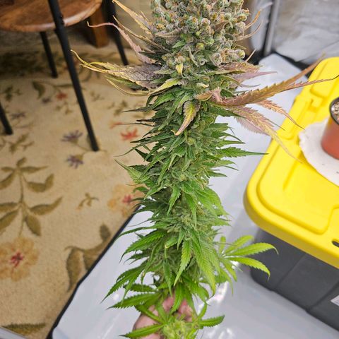 Mimosa x Orange Punch (4 phenos) growlog timeline photo