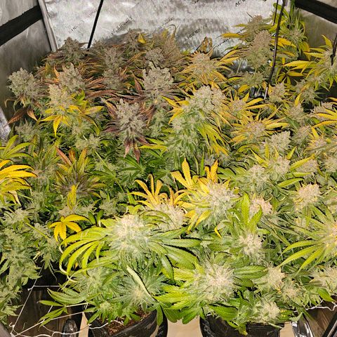 Mimosa x Orange Punch (4 phenos) growlog timeline photo