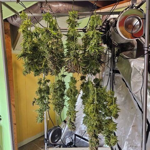 Mimosa x Orange Punch (4 phenos) growlog timeline photo