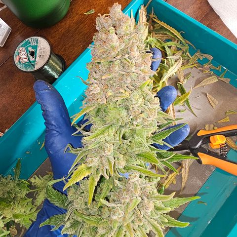 Mimosa x Orange Punch (4 phenos) growlog timeline photo