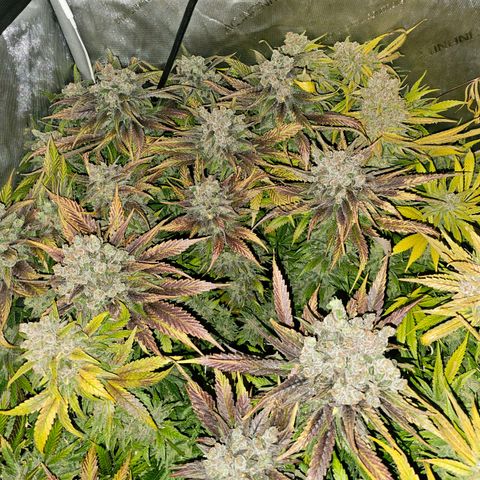 Mimosa x Orange Punch (4 phenos) growlog timeline photo