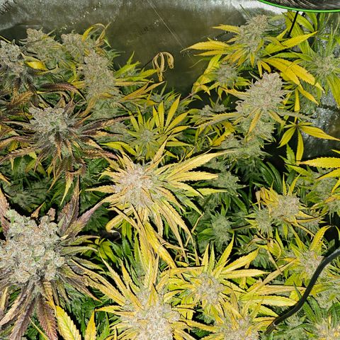 Mimosa x Orange Punch (4 phenos) growlog timeline photo