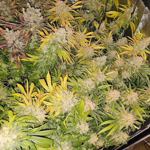 Mimosa x Orange Punch (4 phenos) growlog timeline photo