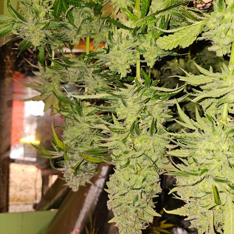 Mimosa x Orange Punch (4 phenos) growlog timeline photo