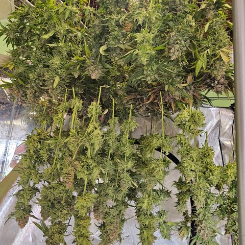 Mimosa x Orange Punch (4 phenos) growlog timeline photo