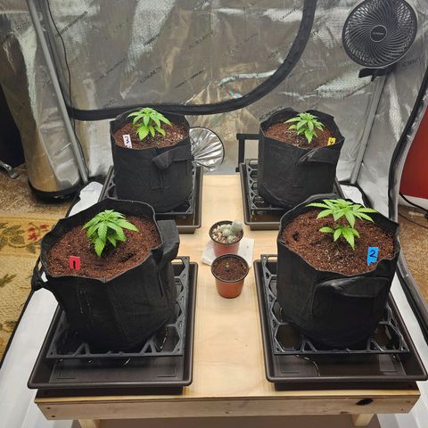 Blueberry Muffin x4 growlog timeline photo