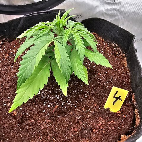Blueberry Muffin x4 growlog timeline photo