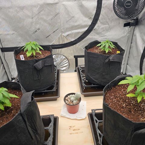 Blueberry Muffin x4 growlog timeline photo