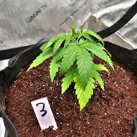 Blueberry Muffin x4 growlog timeline photo
