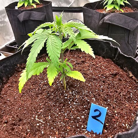 Blueberry Muffin x4 growlog timeline photo