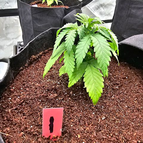 Blueberry Muffin x4 growlog timeline photo