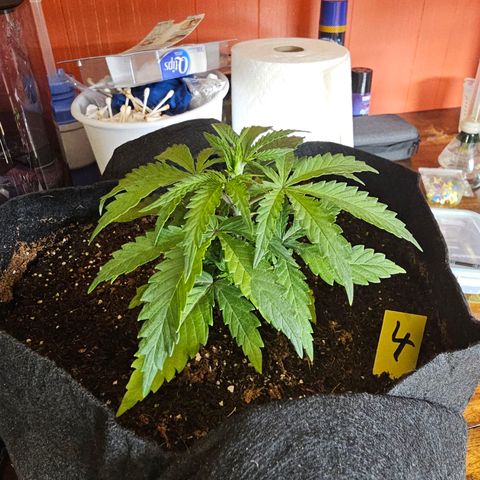 Blueberry Muffin x4 growlog timeline photo