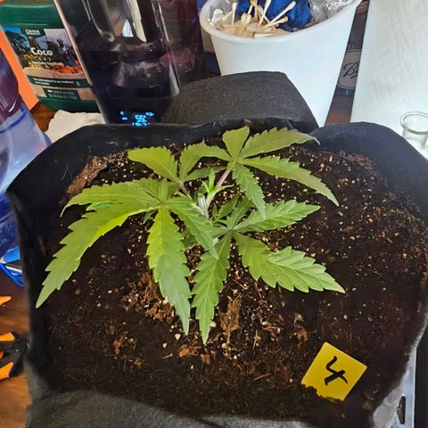 Blueberry Muffin x4 growlog timeline photo
