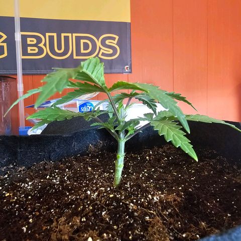 Blueberry Muffin x4 growlog timeline photo