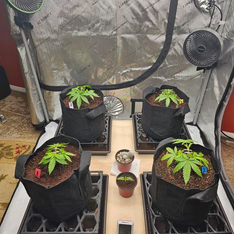 Blueberry Muffin x4 growlog timeline photo