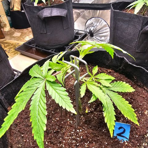 Blueberry Muffin x4 growlog timeline photo