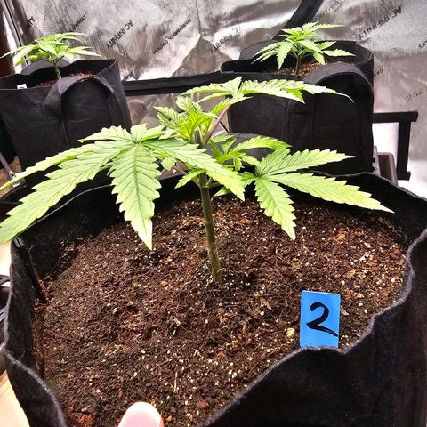 Blueberry Muffin x4 growlog timeline photo