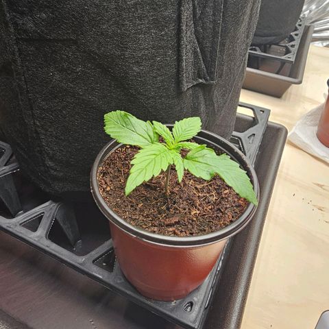 GG #4 by B2ACG Genetics growlog timeline photo