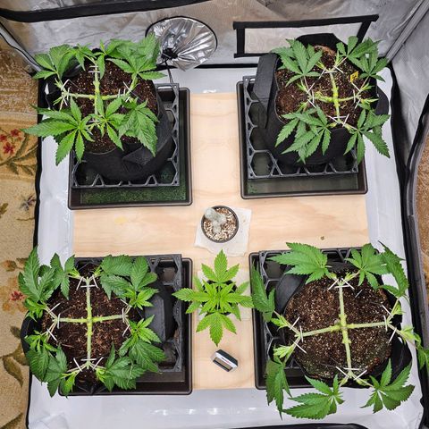 Blueberry Muffin x4 growlog timeline photo