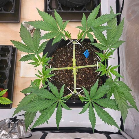 Blueberry Muffin x4 growlog timeline photo