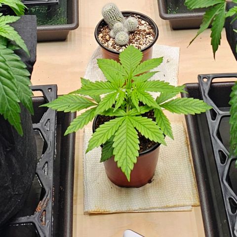 GG #4 by B2ACG Genetics growlog timeline photo