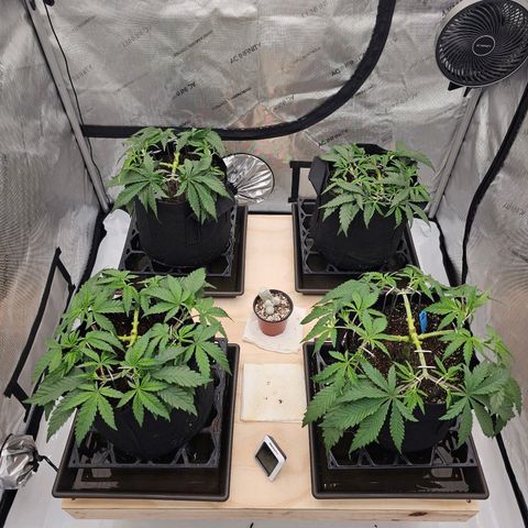 Blueberry Muffin x4 growlog timeline photo