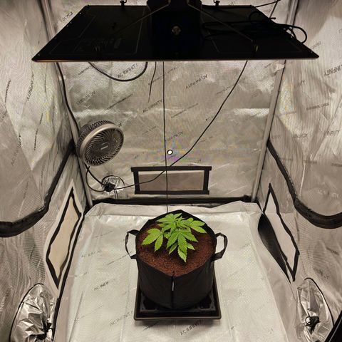 GG #4 by B2ACG Genetics growlog timeline photo