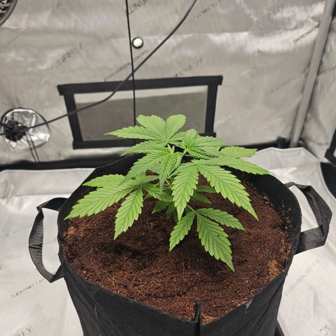 GG #4 by B2ACG Genetics growlog timeline photo