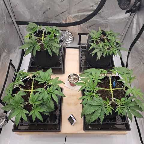Blueberry Muffin x4 growlog timeline photo