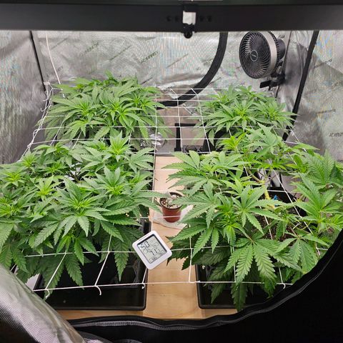 Blueberry Muffin x4 growlog timeline photo